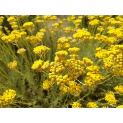 Immortelle de Corse - Plante et fleurs