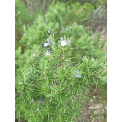 Hydrolat de romain à Verbénone