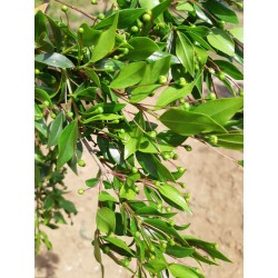 Hydrolat de Myrte Vert bio