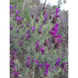 Hydrolat de lavande stoechas bio