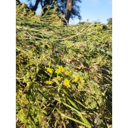 Huile Essentielle de Fenouil Doux FR-BIO-01