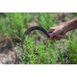 Huile Essentielle d'Inule Odorante bio