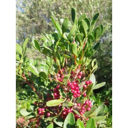 Hydrolat de Pistachier Lentisque bio