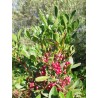 Hydrolat de Pistachier Lentisque bio
