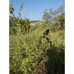 Hydrolat de Calament Nepeta bio