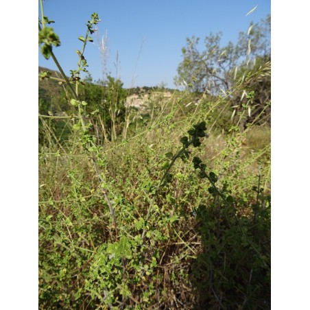 Hydrolat de Calament Nepeta bio