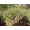 Hydrolat de Calament Nepeta FR-BIO-01