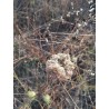 Huile essentielle de Carotte Sauvage FR-BIO-01