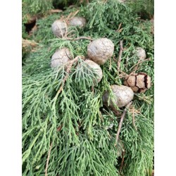 Huile Essentielle de Cyprès Vert FR BIO 01