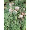Huile Essentielle de Cyprès Vert FR BIO 01