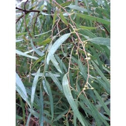 Hydrolat d'Eucalyptus Globulus FR-BIO-01