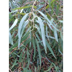 Huile Essentielle d'Eucalyptus Globulus bio