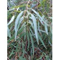 Huile Essentielle d'Eucalyptus Globulus FR-BIO-01