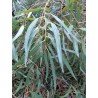 Huile Essentielle d'Eucalyptus Globulus FR-BIO-01