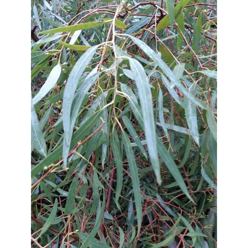 Huile Essentielle d'Eucalyptus globuleux