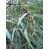 Huile Essentielle d'Eucalyptus Globulus FR-BIO-01