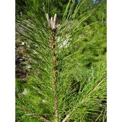 Huile essentielle de Pin Laricio