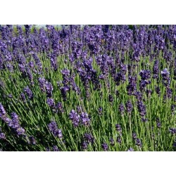 Huile Essentielle de Lavande Officinale bio