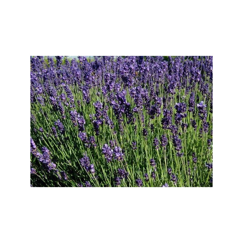 Huile Essentielle de Lavande Officinale bio