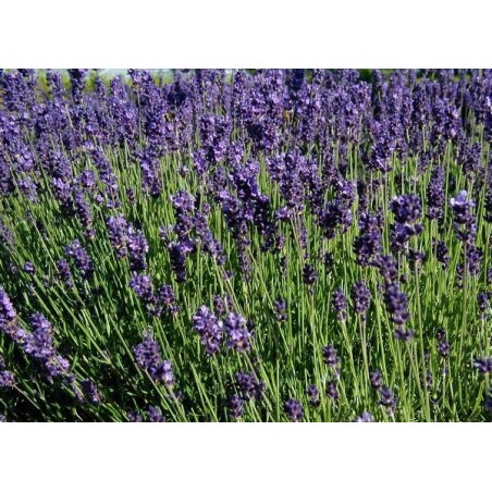 Huile Essentielle de Lavande Officinale bio