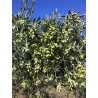 Huile d'olive Bio 1 litre