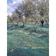 Huile d'olive Bio 1 litre