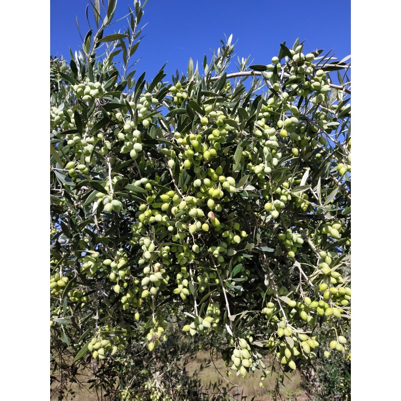 Huile d'olive Bio 3 litres