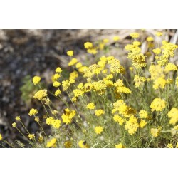 Huile Essentielle d'Immortelle de Corse FR-BIO-01