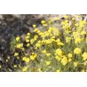Huile Essentielle d'Immortelle de Corse FR-BIO-01