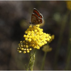 Huile Essentielle d'Immortelle de Corse FR-BIO-01
