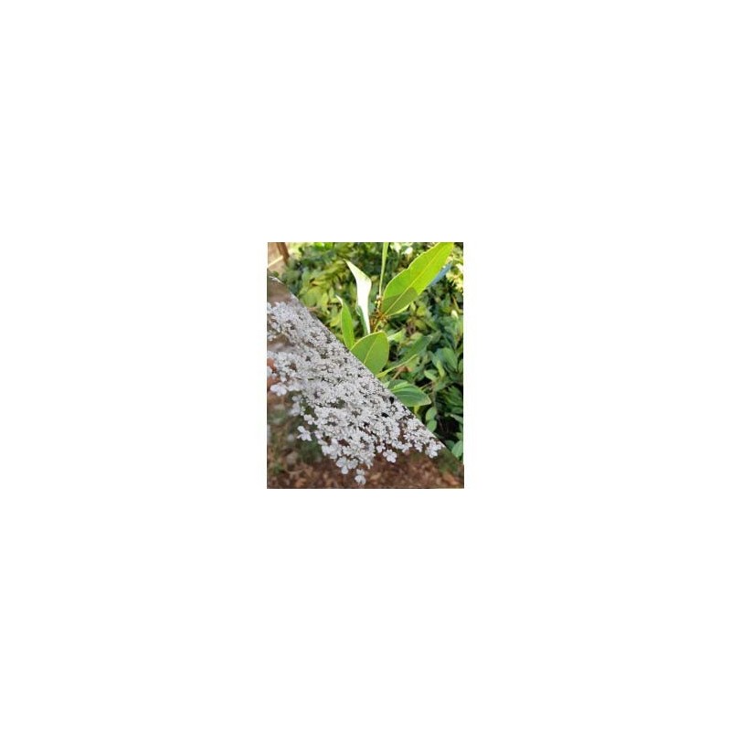 Hydrolat de carotte sauvage et laurier noble Bio