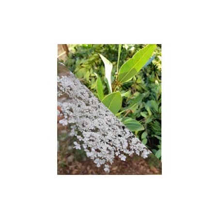 Hydrolat de carotte sauvage et laurier noble Bio
