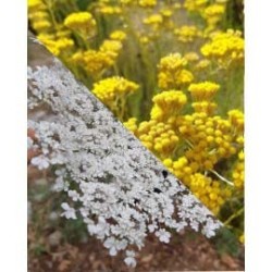 Hydrolat de carotte sauvage et immortelle de corse bio 200ml