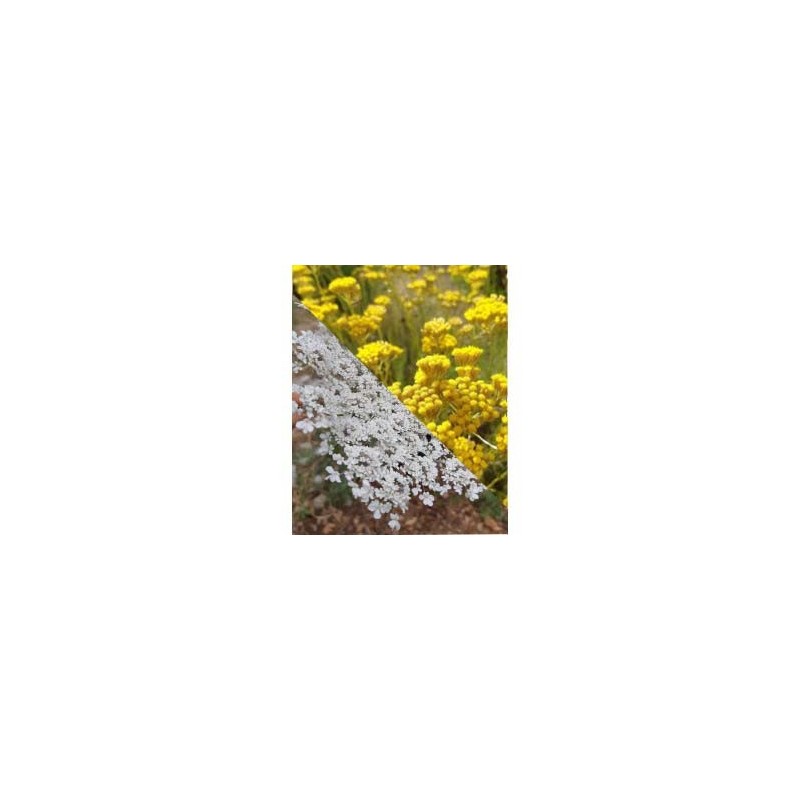 Hydrolat de carotte sauvage et immortelle de corse bio 200ml