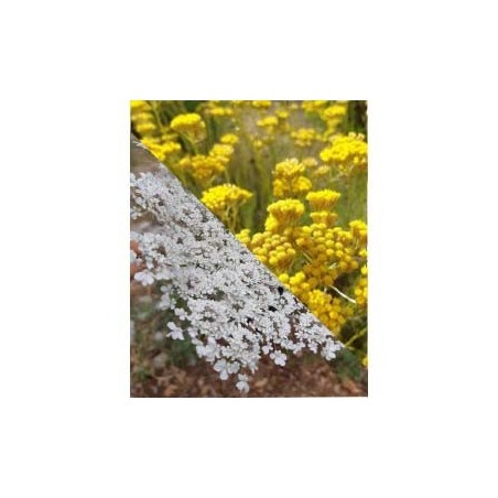 Hydrolat de carotte sauvage et immortelle de corse bio 200ml