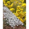 Hydrolat de carotte sauvage et immortelle de corse bio 200ml