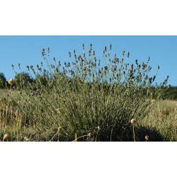 Huile Essentielle de Lavande Aspic bio