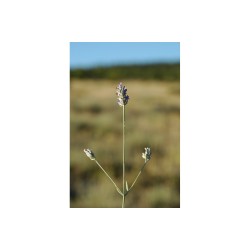 Huile Essentielle de Lavande Aspic FR-BIO-01
