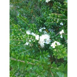 Huile essentielle de myrte vert - fleurs