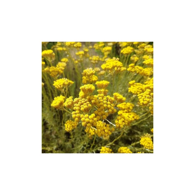 Macération solaire d'Immortelle + huile essentielle d'immortelle à 2% bio