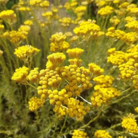 Macération solaire d'Immortelle + huile essentielle d'immortelle à 2% bio