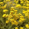 Macération solaire d'Immortelle + huile essentielle d'immortelle à 2% bio
