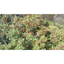 Huile Essentielle de lentisque pistachier bio